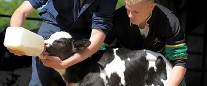 Two people bottle-feeding a black and white calf outdoors, one steadying its head while the other holds the bottle