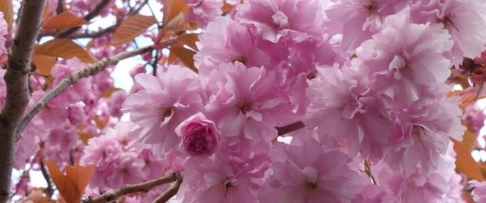 Pink blossom on a tree in spring