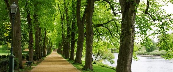 An avenue of mature trees beside water in a Preston park