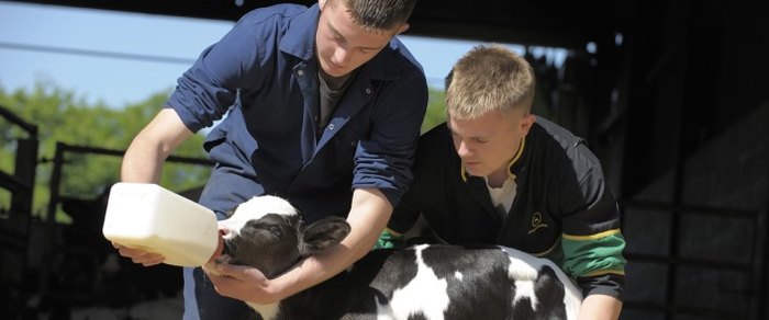 A student handling a calf on an agricultural course